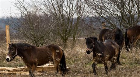 V Milovicch vypustili do prody 14 divokch kon z Britnie