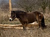 V Milovicích vypustili do přírody 14 divokých koní z Británie