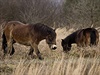V Milovicích vypustili do pírody 14 divokých koní z Británie