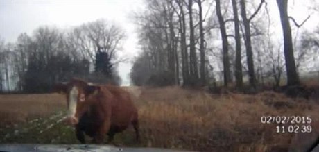 Zabhnutá kráva zaútoila na policisty