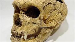 Lebka neandert&#225;lce