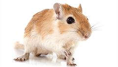 Za šíření moru ve středověku prý nemohly krysy, ale pískomilové