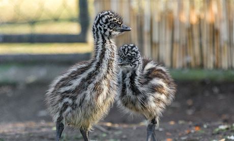 Tden star mlata emu hndho jsou odvn a zkoumaj sv okol