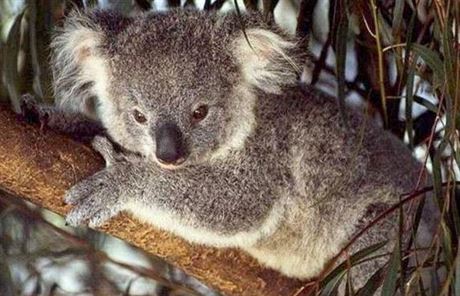 Koala.