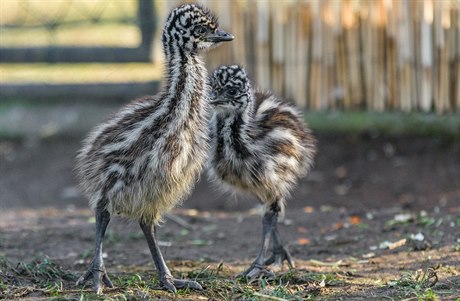 Týden stará mláďata emu hnědého jsou odvážná a zkoumají své okolí