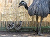 O mláďata emu se v pražské zoo stará jejich otec Emil