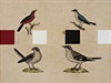 Milan Grygar: Ptačí partitura (2008). Akryl, tisk, papír, 28,5 x 27,5 cm.