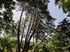 Raritn vtvená borovice je dominantou zámeckého parku ve Velkých Opatovicích....