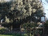 Olivovník z italské obce Canneto Sabino je ivoucím dkazem místní odvké...