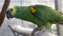 13. června 2015 bude v bošovické papouščí zoo otevřen speciální pavilon jen pro...