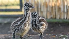 V pražské zoo se vylíhla mláďata emu, stará se o ně samec