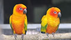 Aratinga slune�ní v bo�ovické papou��í zoo.