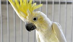 Kakadu �lutolící sulaweský.