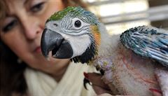 Papouščí zoo otevřelo pestrý svět exotiky. Jak je to s krmením papoušků?