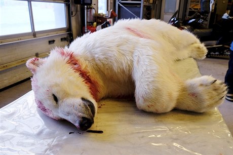 Lední medvěd zaútočil v době, kdy Čech spal ve stanu.