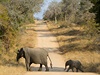 Kruger National Park v Jihoafrické republice láká turisty slony, leopardy, ale...