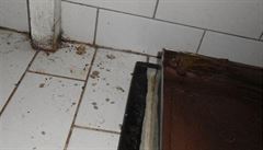 Trus hlodavc na podlaze v cukrrn Vanesa (Prachatice)