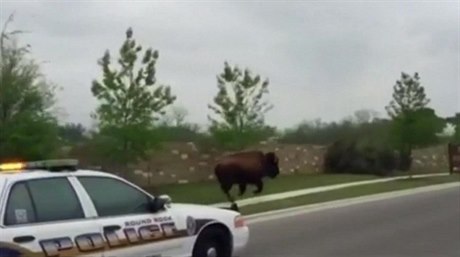 Policie v Texasu nahánla bizona v ulicích.