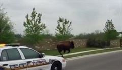Policie v Texasu honila bizona