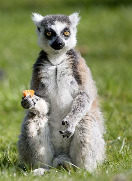 Lemur v ZOO Praha
