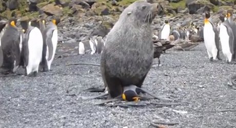 V�dci nato�ili lachtany, jak se pokou�í o sex s tu��áky