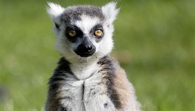 Lemur v ZOO Praha