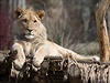 Mlád lva se ve zlínské zoo poprvé pedstavilo návtvníkm 10. dubna