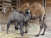 V plzeské zoo se radují z mládte velblouda dvouhrbého. Je to desátý potomek...
