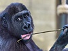 Ped více ne temi lety se Tana ujalo specializované zaízení pro malé gorily...