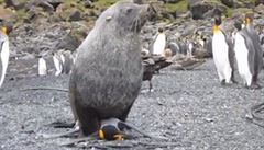 Vědci natočili lachtany, jak se pokouší o sex s tučňáky