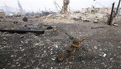 Ohe� zni�il na 5500 hektar� lesa a p��mo ohro�oval nebo zachv�til 38 obc�.