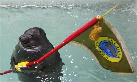 Tuleni v irkutském vodním světě nemají život příliš lehký, musí při výročí...