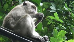 Podle amerických vědců mohou opice trpět depresemi