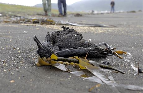 Chilské úady etí záhadný úhyn 1300 moských pták