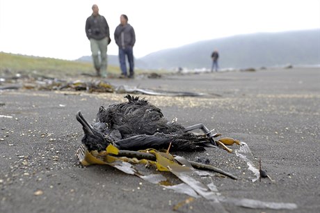 Chilské úřady šetří záhadný úhyn 1300 mořských ptáků