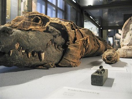 Mumifikovaný krokodýl