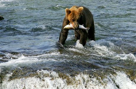 Medvd hndý s lososem