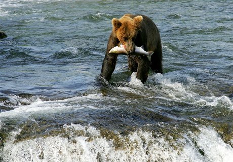 Medvěd hnědý s lososem
