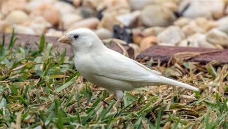 Bílý vrabec. Ptaího albína zachytil fotograf v Austrálii