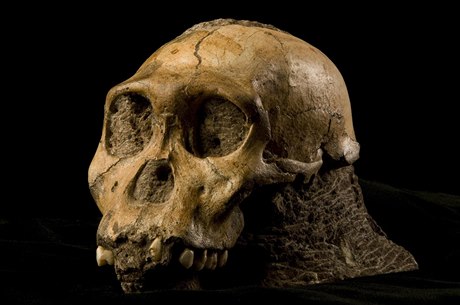 Lebka chlapce nov objeveného druhu hominida Australopithecus sediba