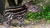Sameček tapíra jihoamerického se narodil přímo ve venkovní expozici.