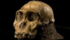 Lebka chlapce nov objeveného druhu hominida Australopithecus sediba