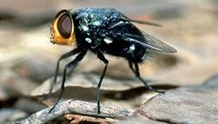Nen moucha jako moucha. Jak snadnji identifikovat hmyz?