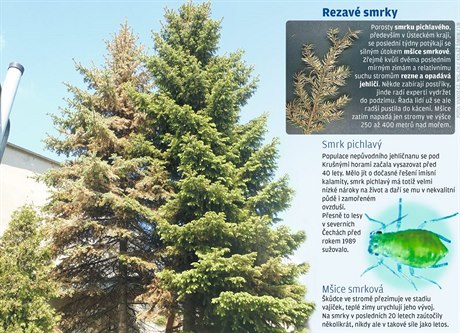 Měly nahradit stromy, které v severních Čechách umořilo znečištěné životní...