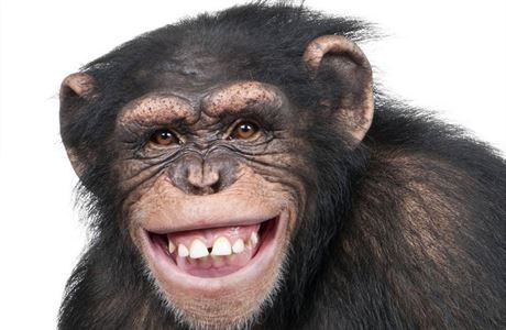 Lidé sdílí s opicemi genetickou výbavu, která umouje trávit alkohol.