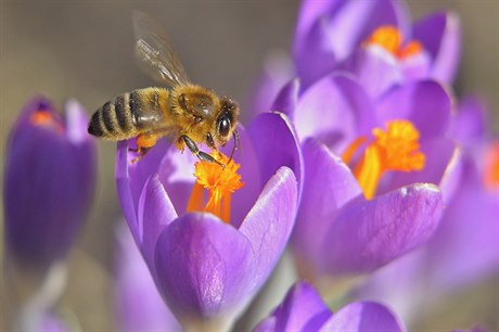 Včely, které ze svých úlů vylétají zpravidla daleko později, sbírají z...