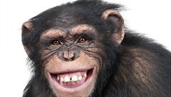 Mláďata opic se smějí podobně jako děti