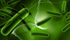 Čeští vědci popsali neznámou bakterii, dostala jméno po Mendelovi
