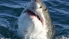 Od pobřeží Kapského města zmizeli velcí bílí žraloci