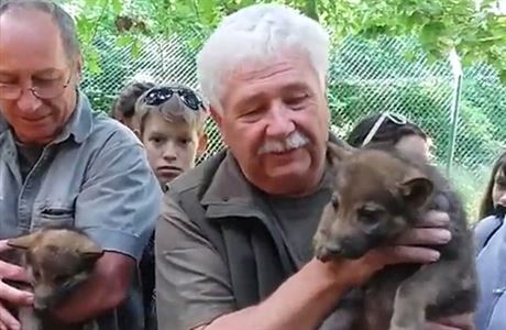 Vclav Chaloupek poktil vlky v plzesk zoo.